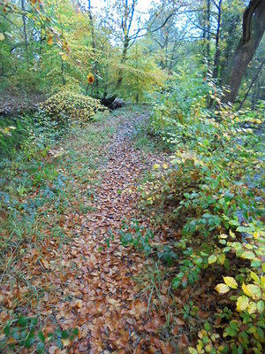 Home. wood path